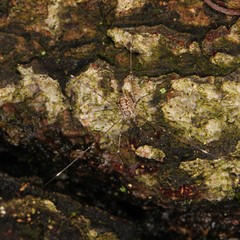 Leiobunum aldrichi
