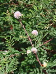 Mimosa prainiana