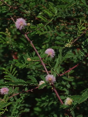 Mimosa prainiana