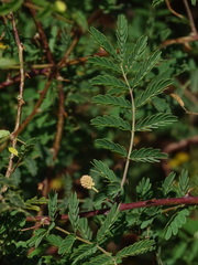 Mimosa prainiana