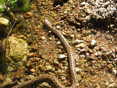 Tachymenis peruviana