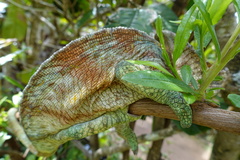Calumma parsonii parsonii