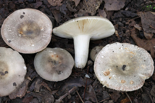 Russula anatina — (c) Daniel Ghyselinck, some rights reserved (CC BY)