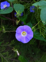 Ipomoea meyeri