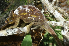 Calumma parsonii parsonii