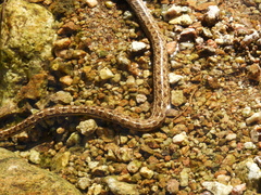 Tachymenis peruviana