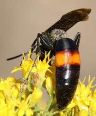 Stizoides renicinctus