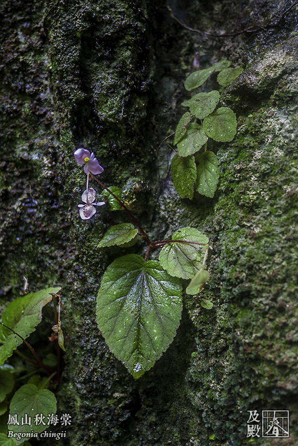 Begonia chingii
