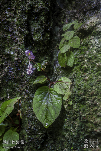 Section Reichenheimia · iNaturalist NZ