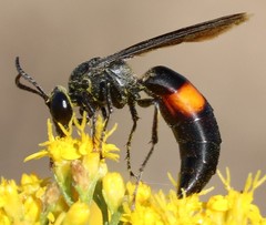 Stizoides renicinctus