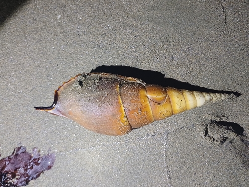 Tibia insulaechorab observed 2025-08-15