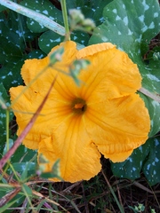 Cucurbita argyrosperma