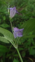 Asystasia dalzelliana