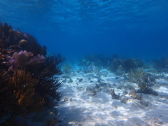 Lutjanus cyanopterus