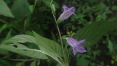 Asystasia dalzelliana