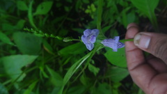 Asystasia dalzelliana