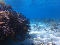 Lutjanus cyanopterus