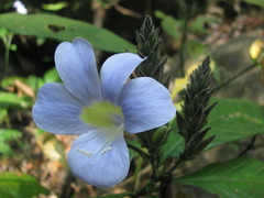 Barleria courtallica