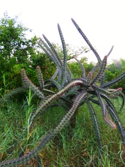 Stenocereus standleyi