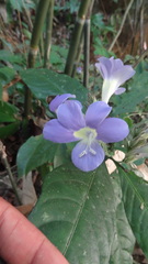 Barleria courtallica