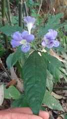 Barleria courtallica