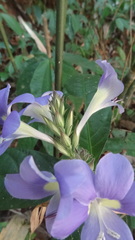 Barleria courtallica