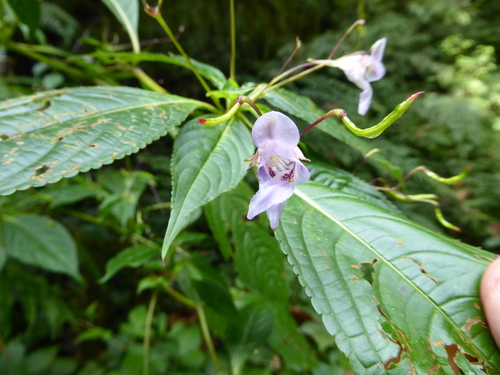 Impatiens cymbifera · iNaturalist