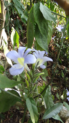 Barleria courtallica