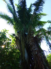 Attalea guacuyule