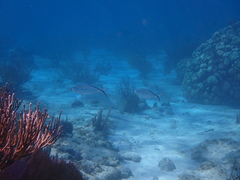 Lutjanus cyanopterus