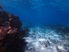 Lutjanus cyanopterus