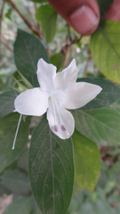 Barleria cristata