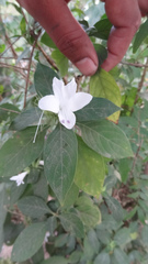 Barleria cristata
