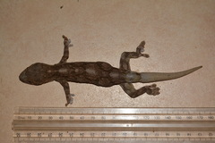 Homopholis walbergii