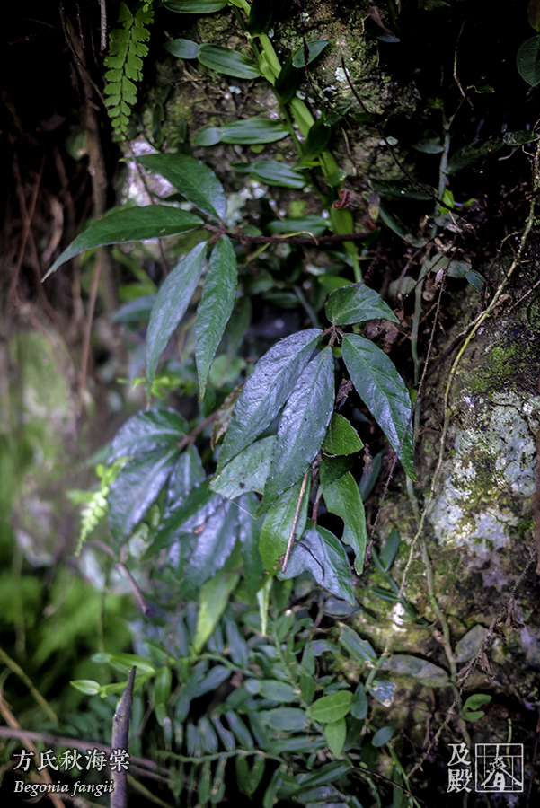 Begonia fangii