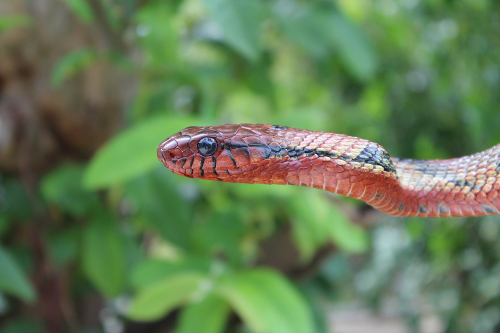 Amazon Puffing Snake