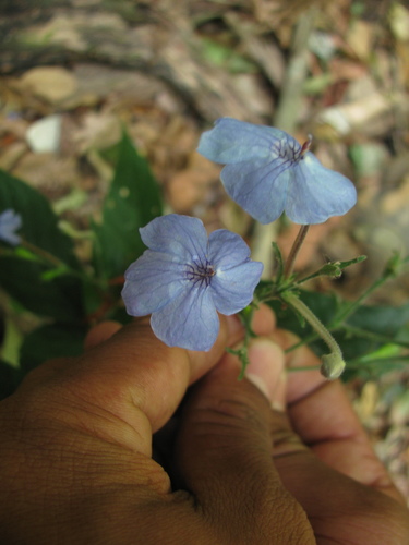 Image of Eranthemum capense by (c) Siddarth Machado, some rights reserved (CC BY)