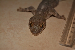 Homopholis walbergii