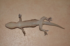 Homopholis walbergii