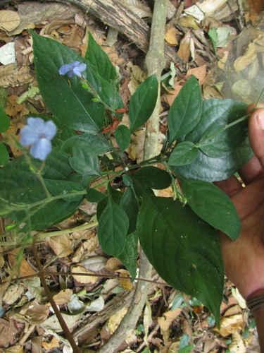 Image of Eranthemum capense by (c) Siddarth Machado, some rights reserved (CC BY)
