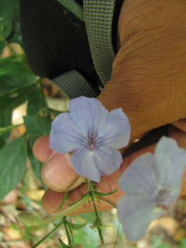 Image of Eranthemum capense by (c) Siddarth Machado, some rights reserved (CC BY)