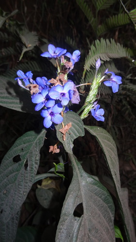 Image of blue eranthemum by (c) Siddarth Machado, some rights reserved (CC BY)