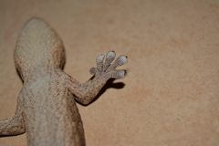 Homopholis walbergii