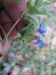 Strobilanthes pavala