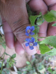 Strobilanthes pavala