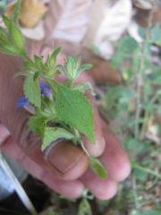 Strobilanthes pavala