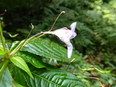 Impatiens cymbifera