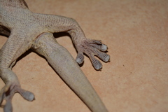 Homopholis walbergii