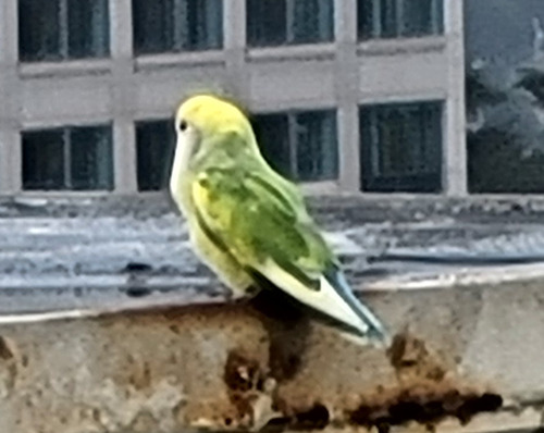 Rosy-faced Lovebird, California, US, photo 9 of 10