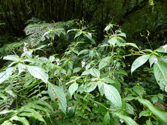 Impatiens cymbifera